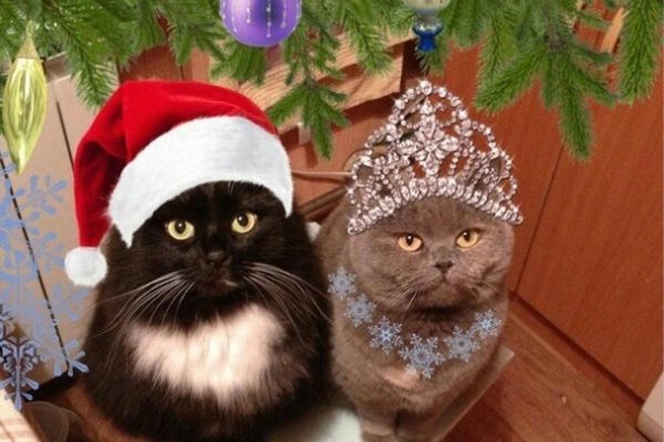 коты в новогодних шапках