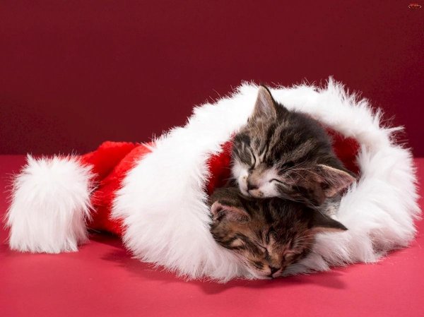 christmas kitten