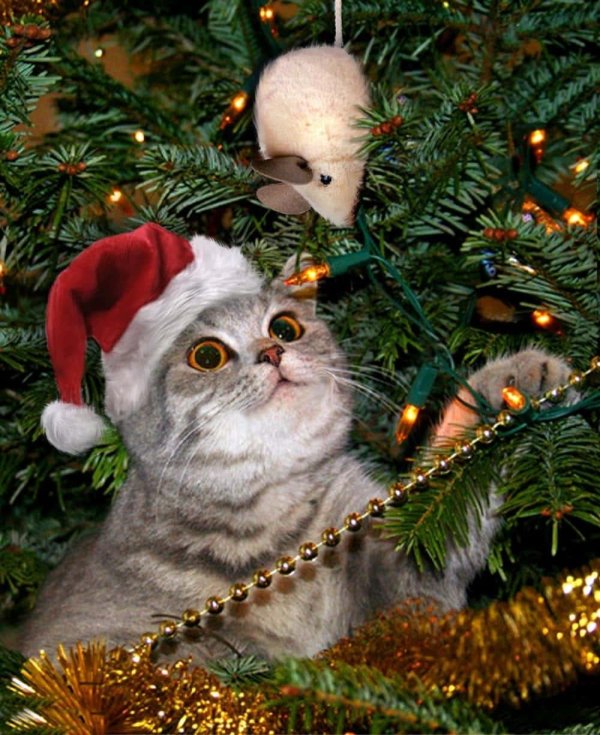 с новым годом коты
