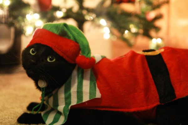 коты в новогодних шапках