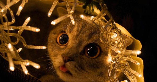 мемы с котами и гирляндой