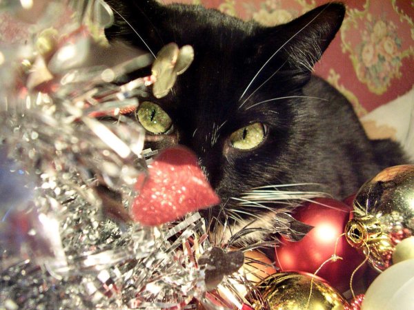 кот новогодний