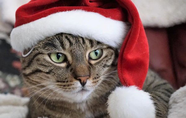 кот с новогодней шапкой