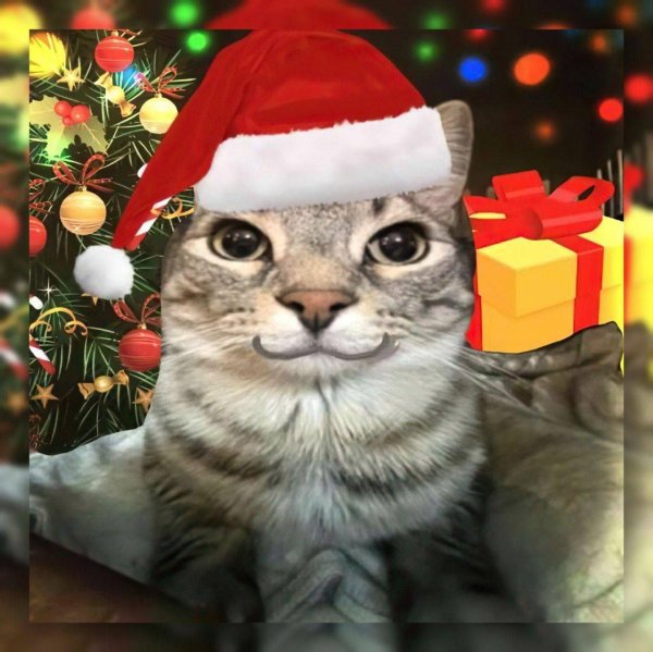 коты ава