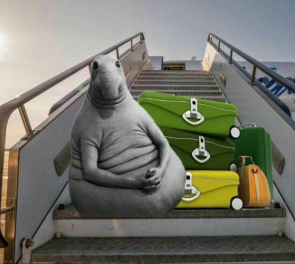 ждун на море