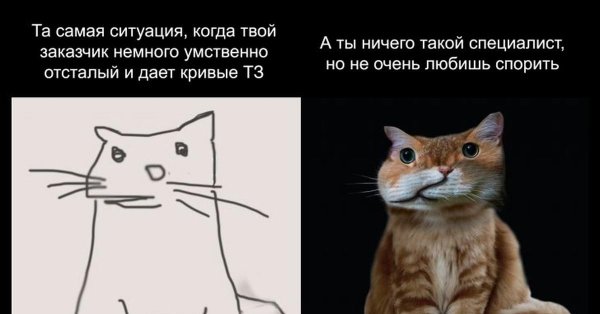 меме котики