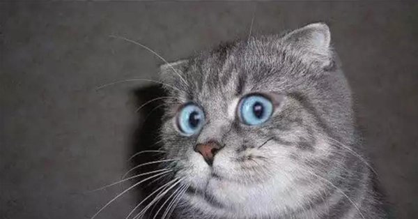 кошка в ахуе