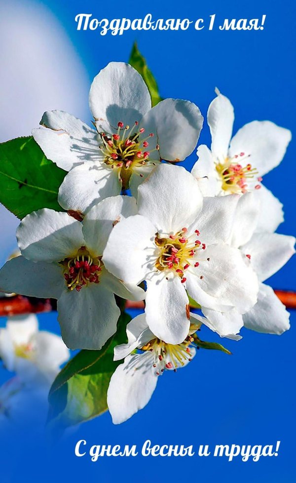с днем весны и труда