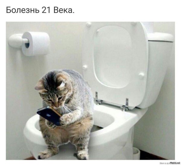 кот на унитазе