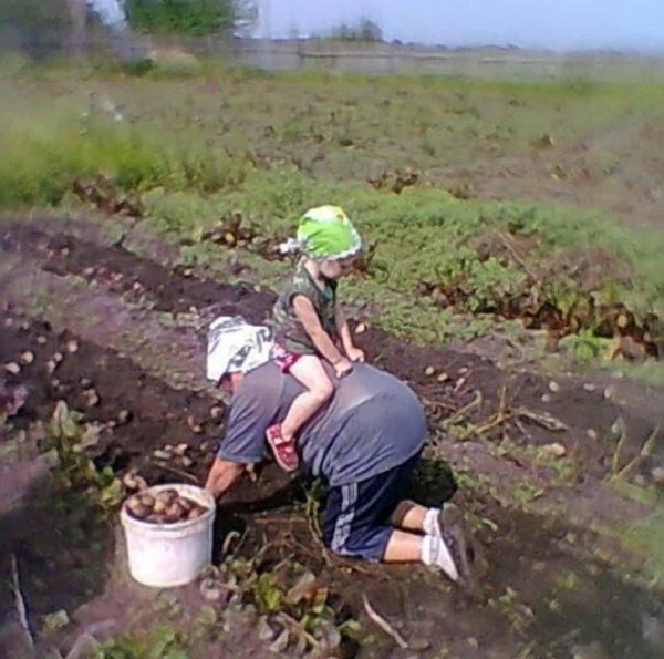 сажаем картошку