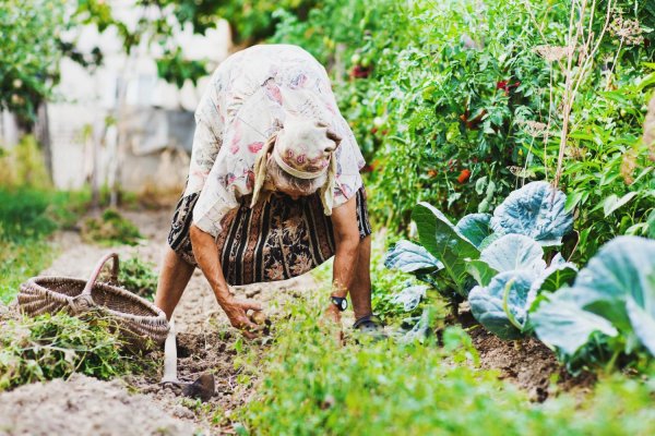 бабушка в огороде