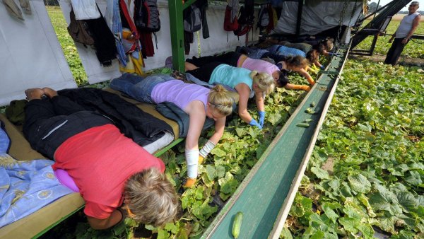 поле огурцов