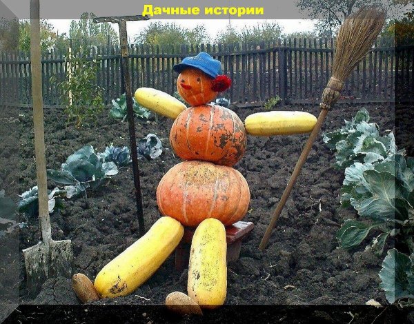 тыква большая