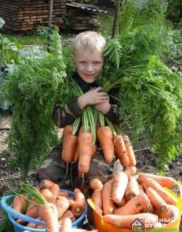 урожай моркови