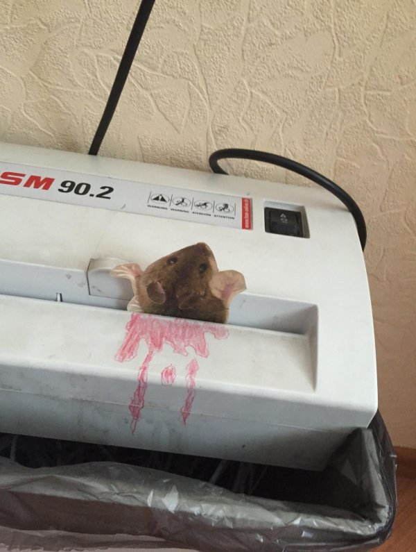 домашние крысы