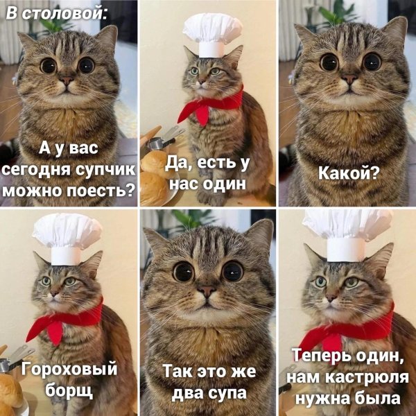 заумный кот приколы