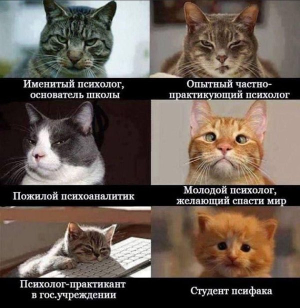 приколы психологов