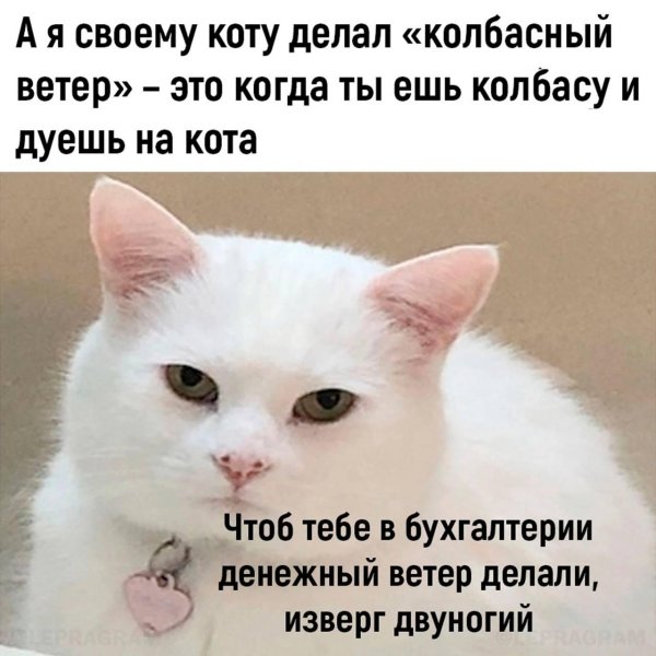 колбасный ветер для кота