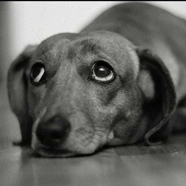 грустная такса