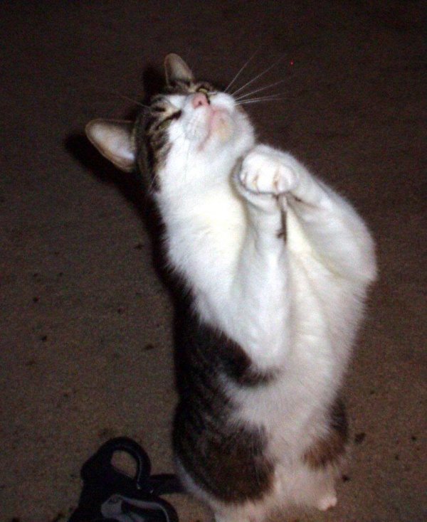 кошечка попрошайка