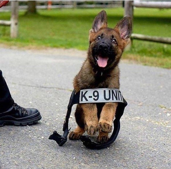 кинолог малинуа