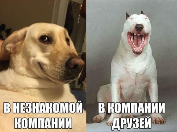 про собачек