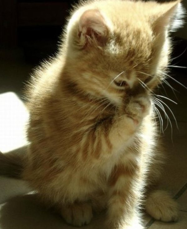 смешной котенок