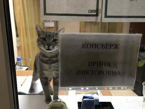 юмор коты