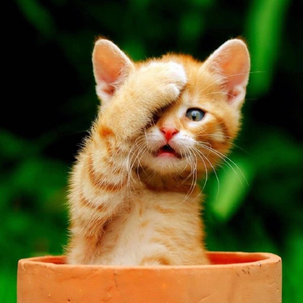 смешной котенок