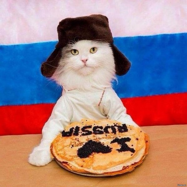 кот в ушанке