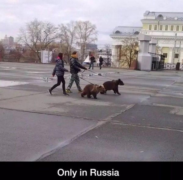 медведь на поводке