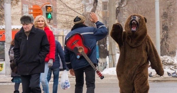 медведи гризли