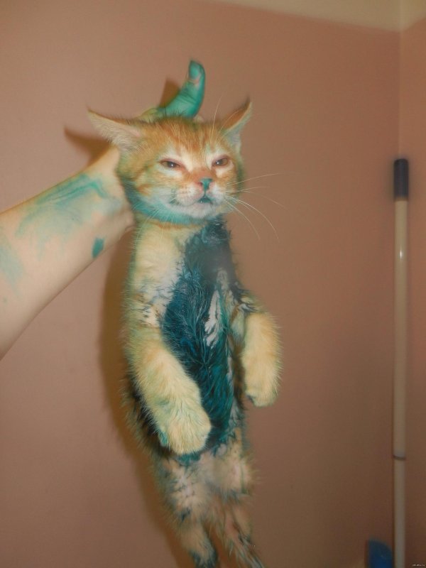 поцарапала кошка