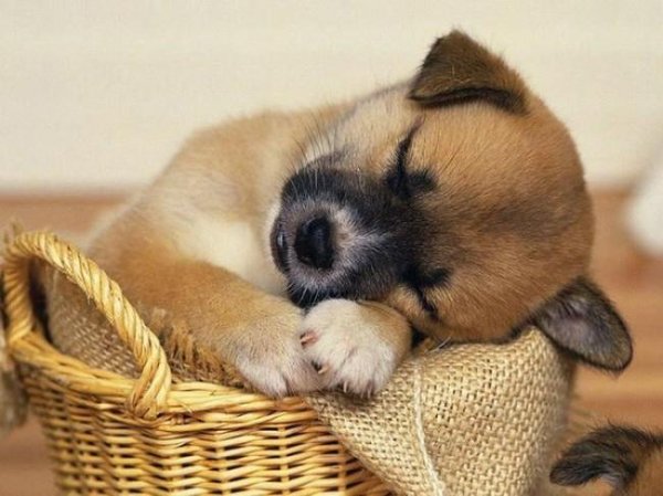 спящие щенки