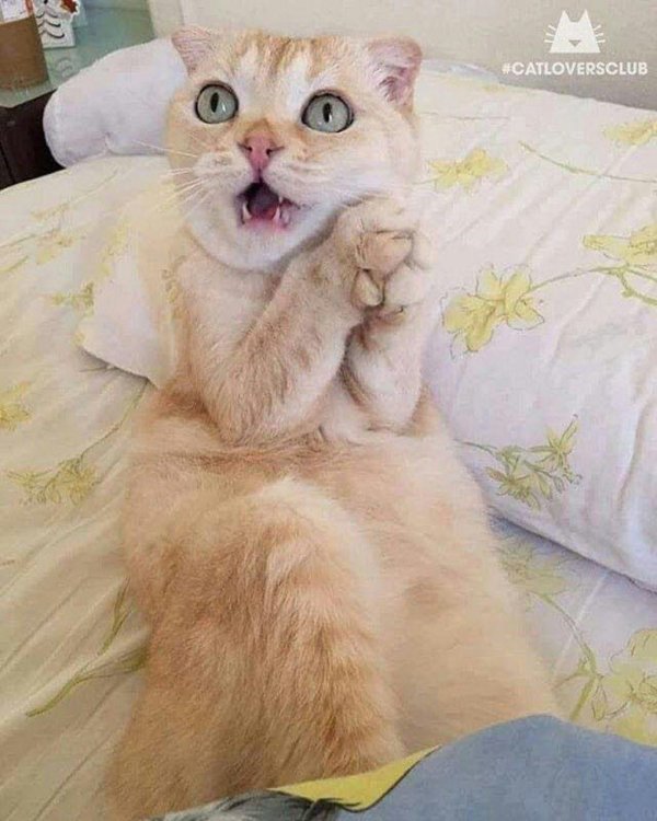 смешной котенок