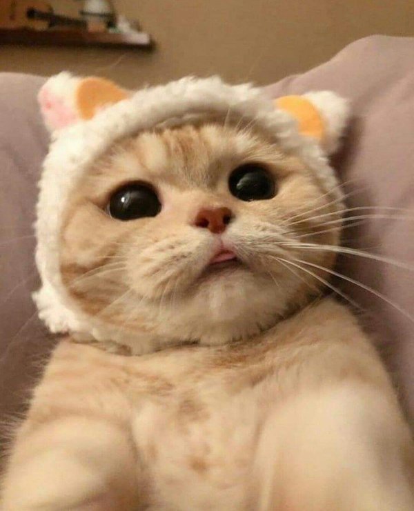 милая котик