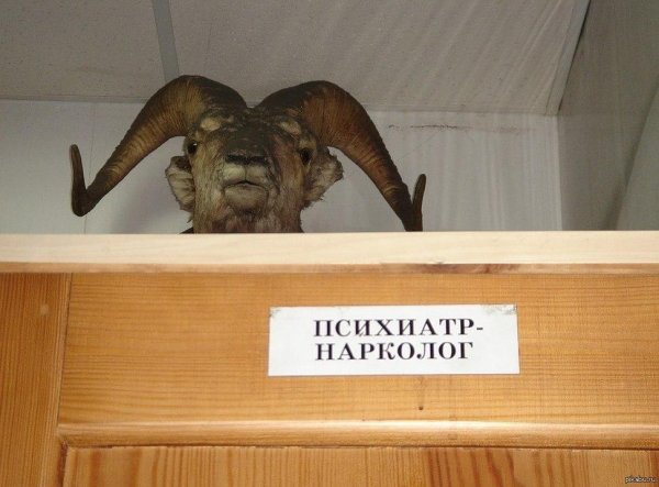 рога барана