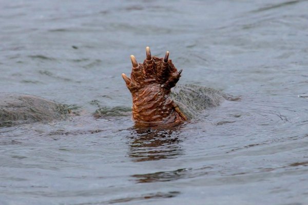 медведь лапа