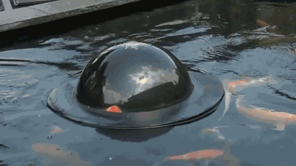 floating fish