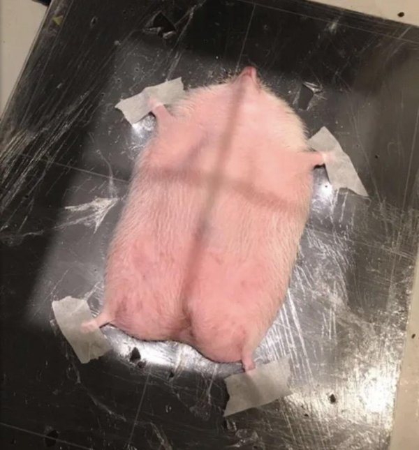 животик ежика