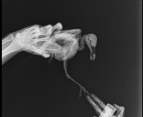 рентген птицы