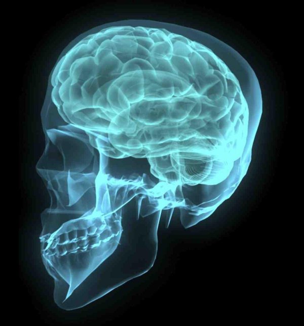 мозг головной