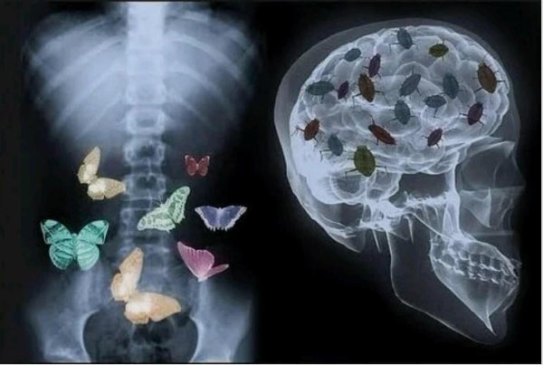 бабочка в животе