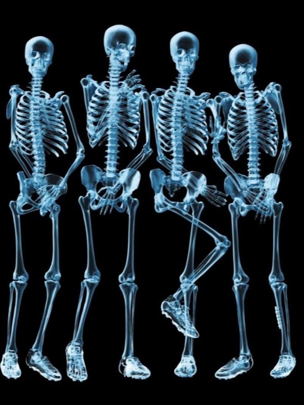 скелета человека
