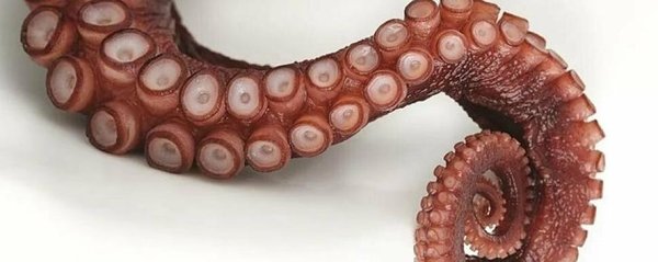 octopus tentacle