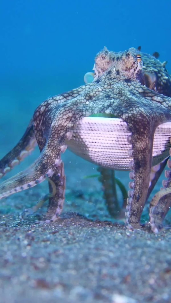 осьминог в океане