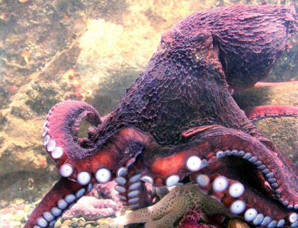 тихоокеанский осьминог