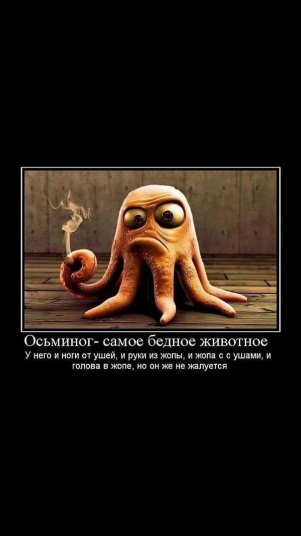 шутка про осьминога