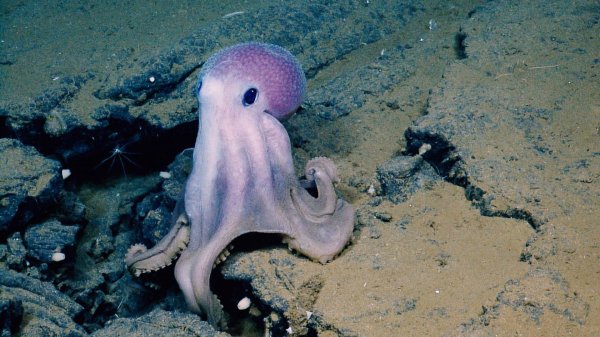 осьминог редкий вид