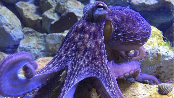 осьминог обыкновенный
